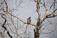 Cathartes aura septentrionalis