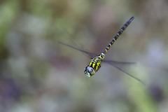 Rhionaeschna planaltica