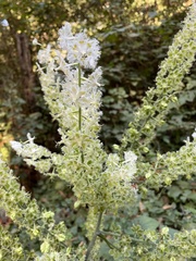 Veratrum fimbriatum
