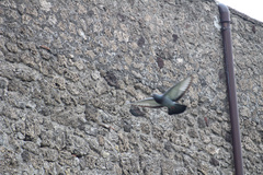 Columba livia domestica