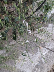 Andrographis paniculata