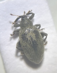 Curculioninae