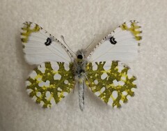 Euchloe ausonia