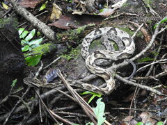 Bothrops jararaca