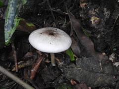 Lepiota rubrotinctoides