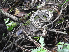 Bothrops jararaca