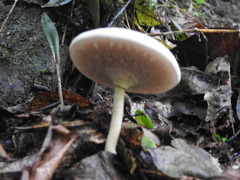 Lepiota rubrotinctoides