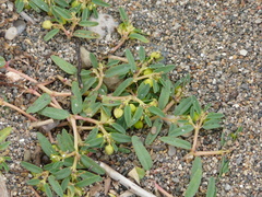 Euphorbia polygonifolia