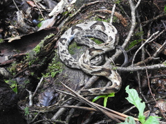Bothrops jararaca
