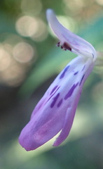 Rhinacanthus gracilis latilabiatus