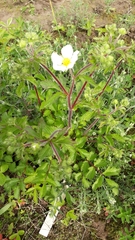 Drymocallis rupestris