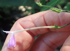 Rhinacanthus gracilis latilabiatus