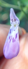 Rhinacanthus gracilis latilabiatus