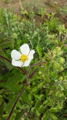 Drymocallis rupestris