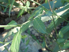 Rhinacanthus gracilis latilabiatus