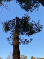 Pinus