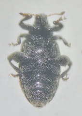 Curculioninae