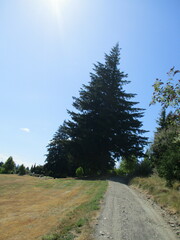 Pseudotsuga menziesii