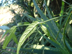 Rhinacanthus gracilis latilabiatus