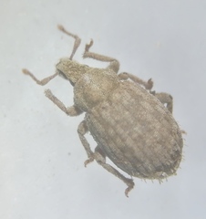 Romualdius scaber