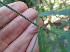 Rhinacanthus gracilis latilabiatus