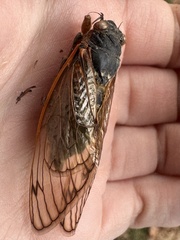 Magicicada septendecim