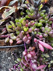 Crassothonna capensis