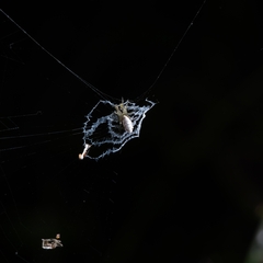 Cyclosa argenteoalba