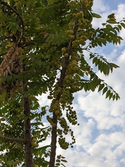Phyllanthus acidus