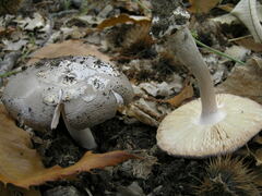 Amanita simulans