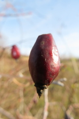 Rosa canina