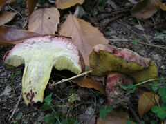 Rubroboletus pulchrotinctus