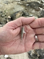 Bathygobius soporator