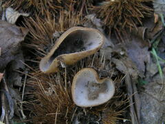 Humaria hemisphaerica