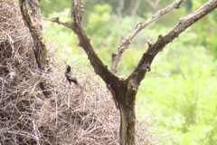 Bubalornis niger niger