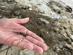 Bathygobius soporator