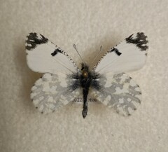 Euchloe ausonia