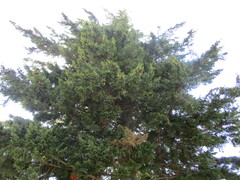 Pseudotsuga menziesii