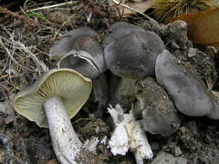 Tricholoma