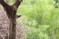 Bubalornis niger niger