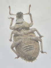 Romualdius scaber