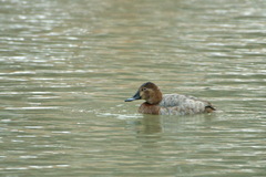 Aythya ferina