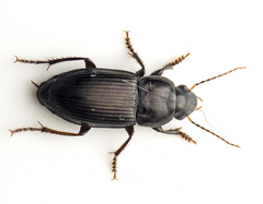 Harpalinae