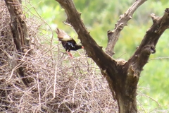 Bubalornis niger niger