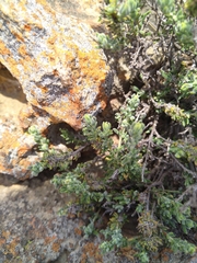 Diospyros austro-africana