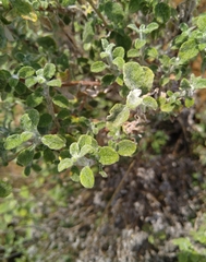 Cistus salviifolius