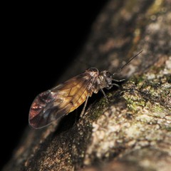 Peripsocus