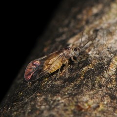 Peripsocus