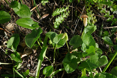 Arisarum vulgare