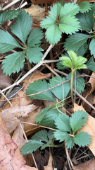 Potentilla canadensis
